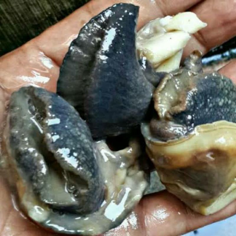 

daging bekicot fress