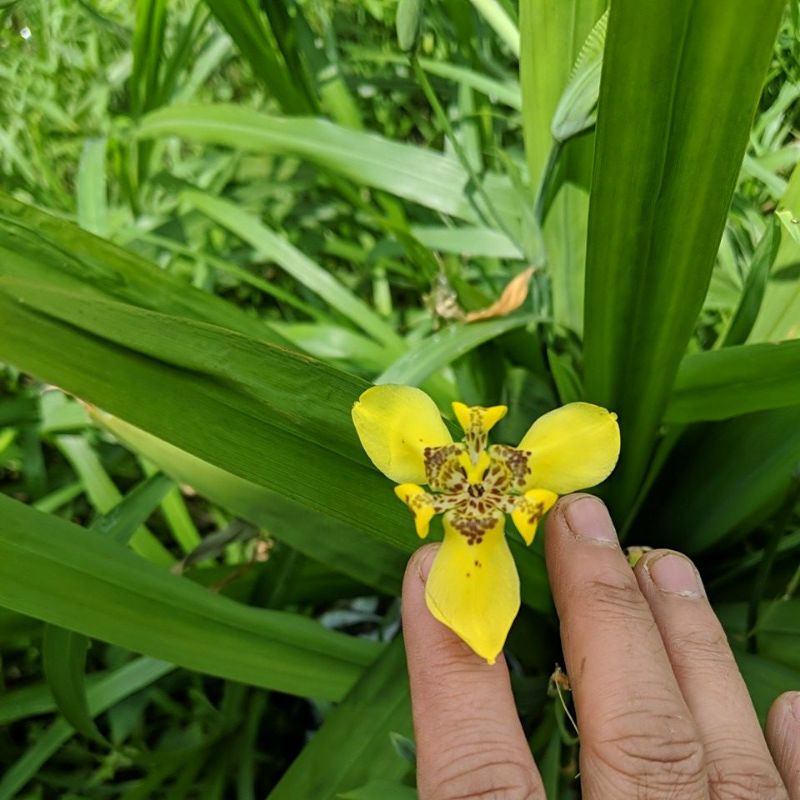 DIARY PETANI - Tanaman Hias Bunga Iris Kuning Trimezia