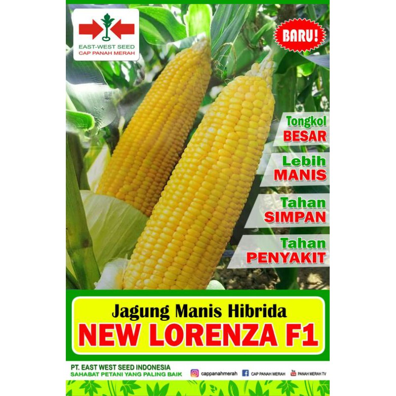 

jagung manis New Lorenza F1