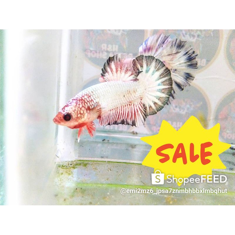 FCCP WS startail red head