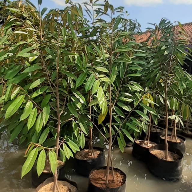 

Durian Musang King Kaki tiga