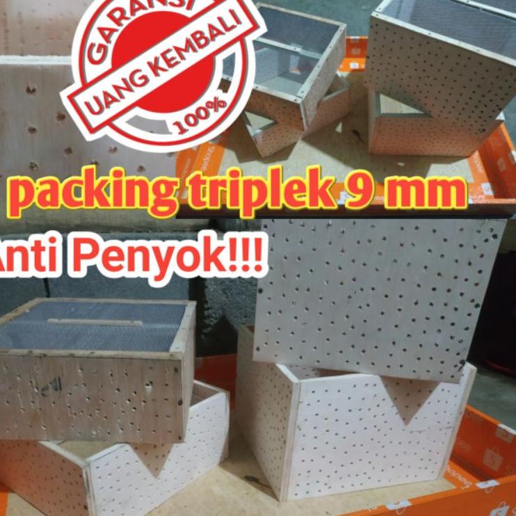 Menarik.. KEPIK ULAT HONGKONG