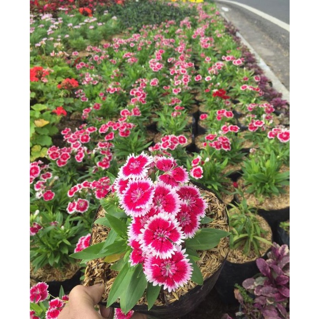 dianthus anyelir bunga merah putih