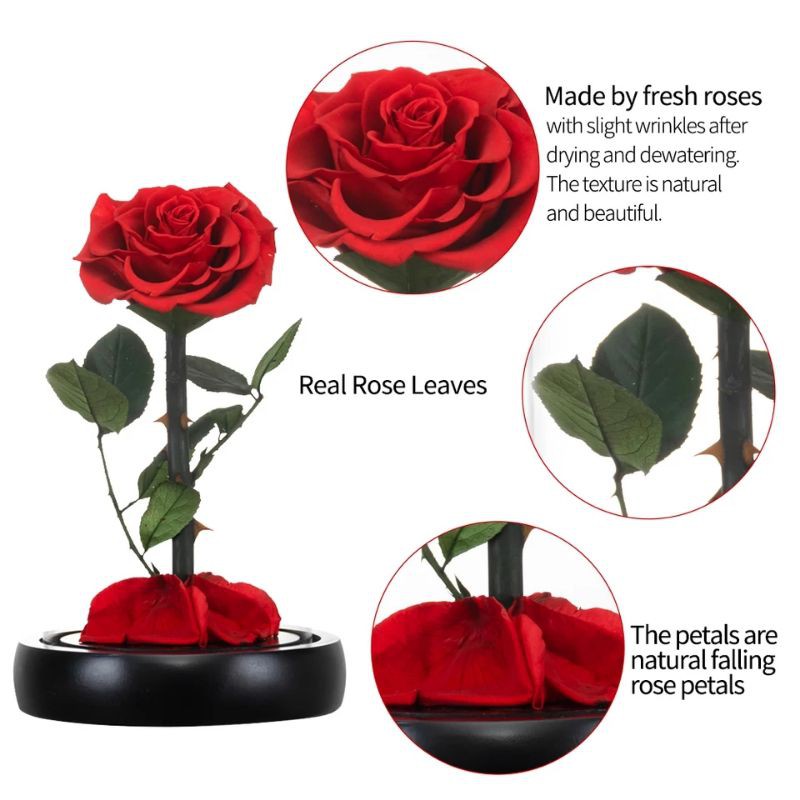 bunga preserved rose beauty and the beast with led