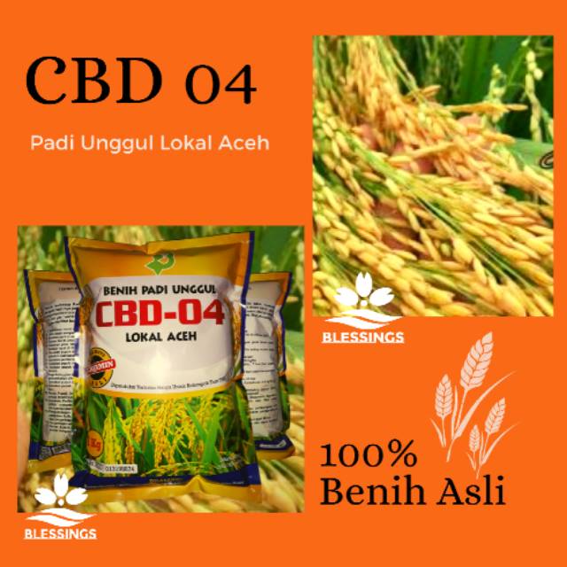 Benih Padi CBD 04 Lokal Aceh