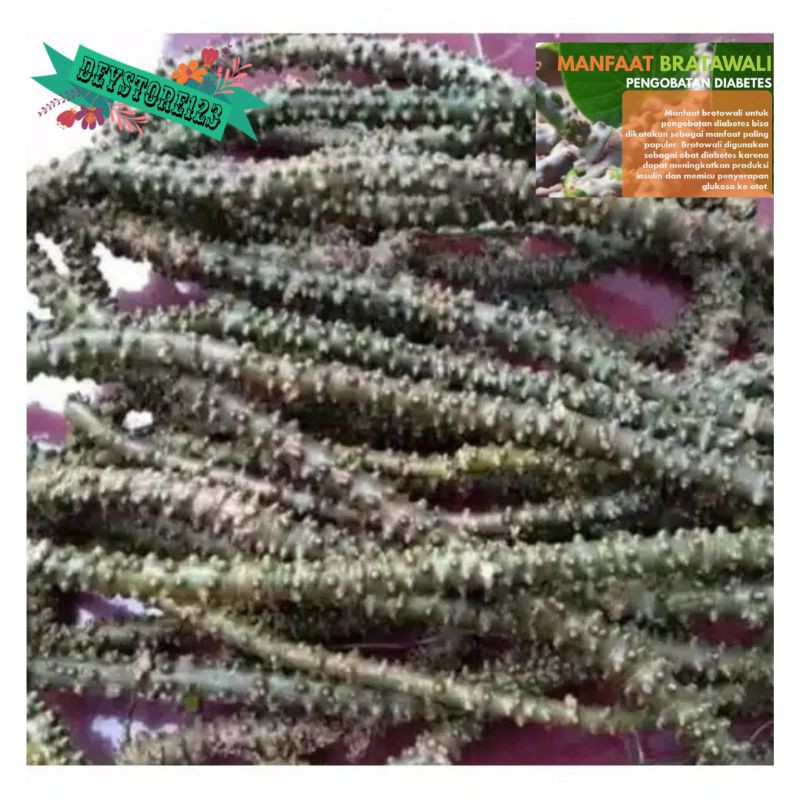 

Jual brotowali atou patrawali 500 grm