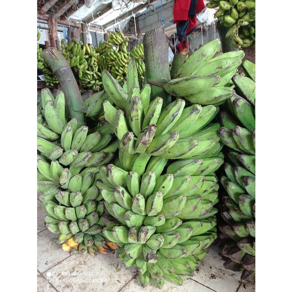 

Tersedia berbagai macam jenis Pisang, Pisang ULI, Ambon, Tanduk, Kepok Kosta, Lampung, Raja dan Kelapa Parut. Biasakan baca deskripsi, agar tidak salah order.