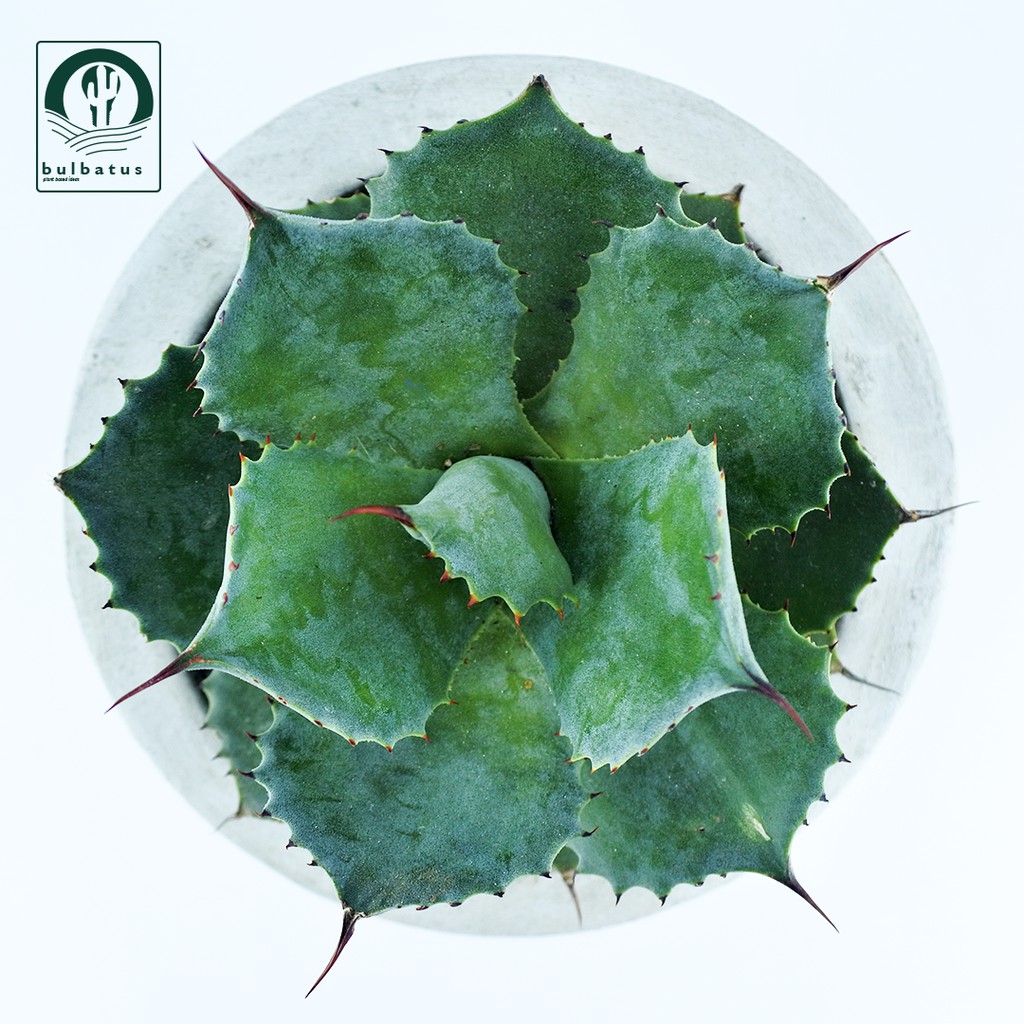 Sukulen Agave potatorum verschaffeltii (Agave Butterfly) Big