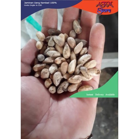 

Biji Mimba 1kg Herbal-Rempah-Tradisional
