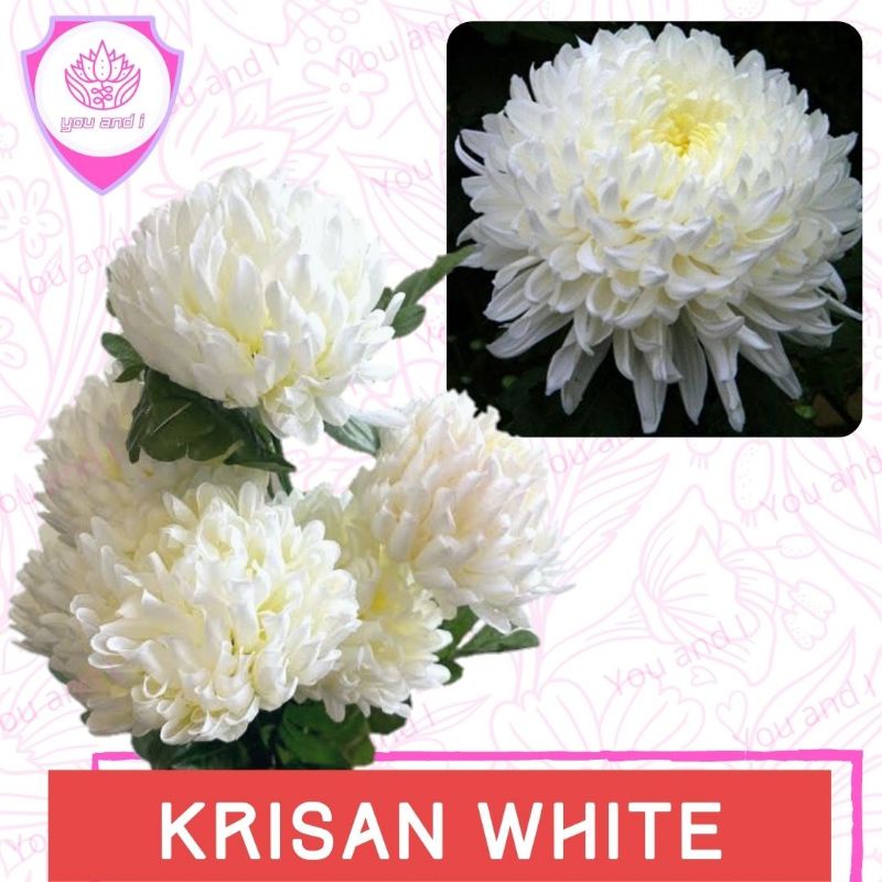Benih KRISAN WHITE [isi-4] Biji Bibit Bunga Chrysanthemum
