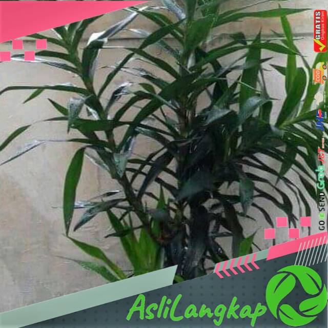 

Daun suji segar isi(500 gram)