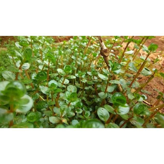  Tanaman  Aquascape  Rotala Corolata Daun Darat  Tanaman  