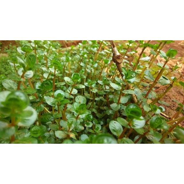  Tanaman  Aquascape  Rotala Corolata Daun Darat  Tanaman  