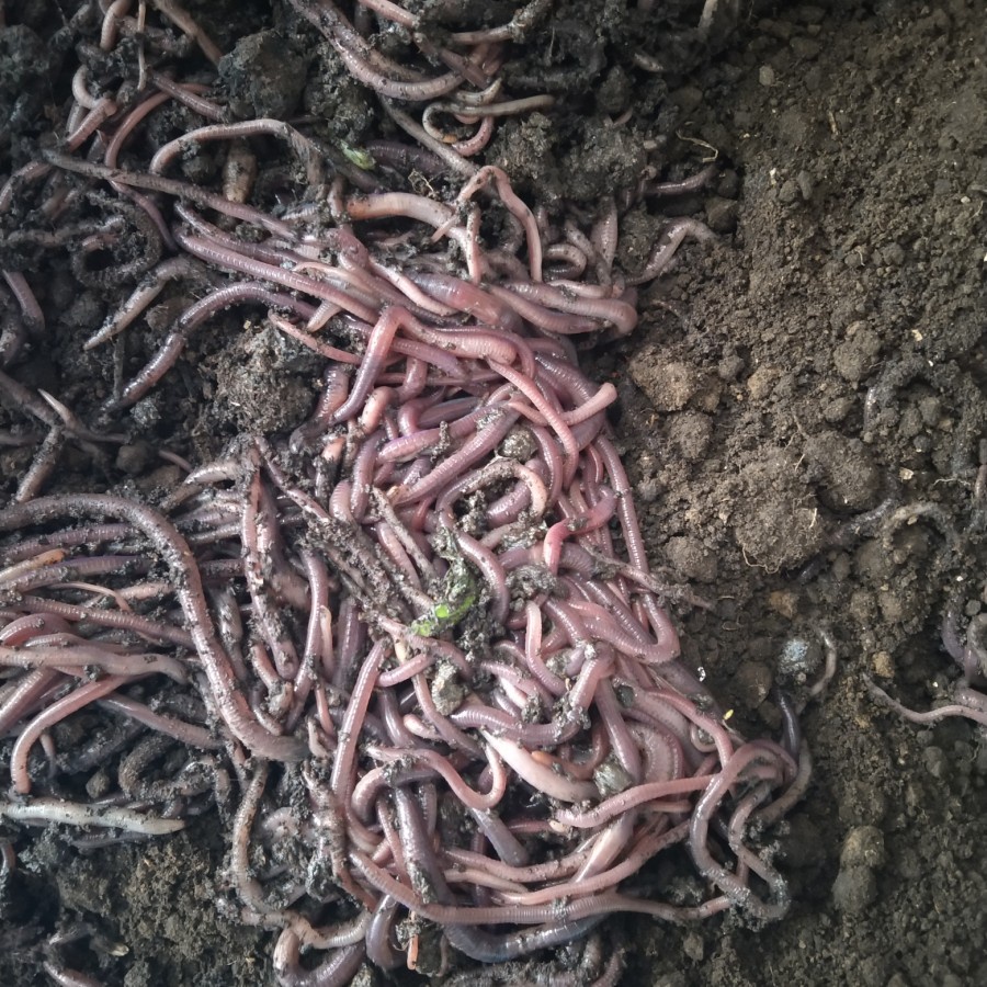 CACING TANAH, PAKAN IKAN COCOK JUGA UNTUK MANCING 100GR