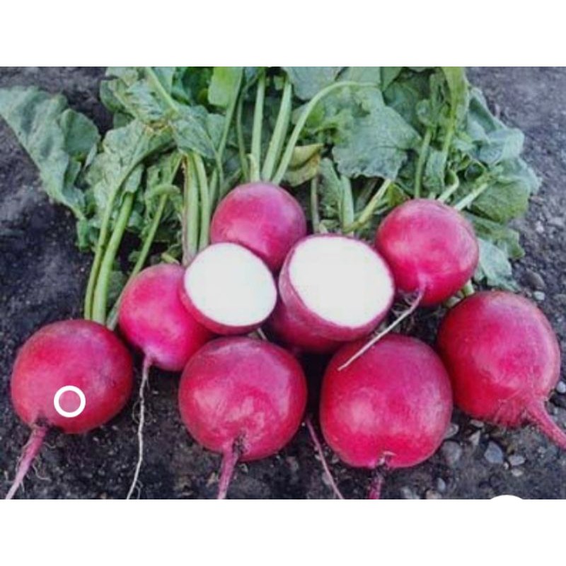 

lobak merah ( red radish )