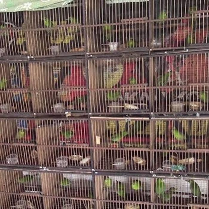 430+ Gambar Burung Cucak Ijo HD