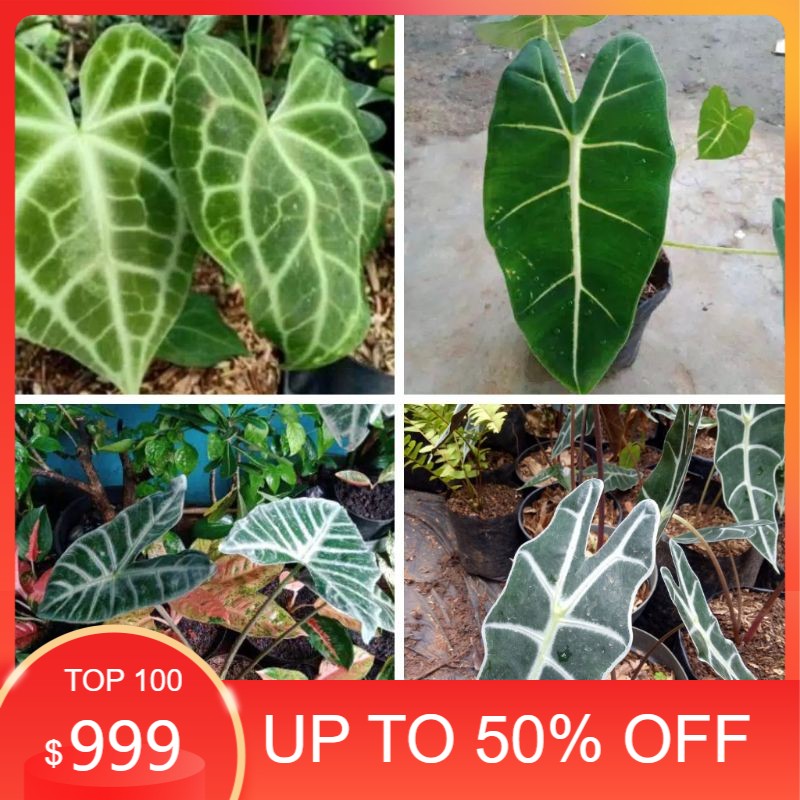 promo 4 jenis keladi(kuping gajah-neon-kuping kelinci-amazon)