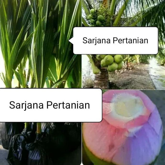 MerAh Bibit Kelapa Hijau Wulung In0V