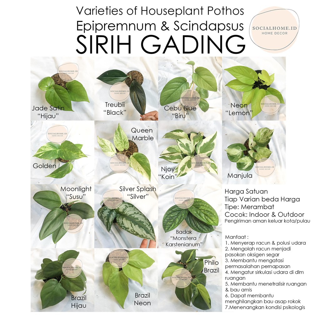 Sirih Gading Scindapsus Hijau, Marble, Koin, Silver, Susu, Badak, Golden, Lemon | Epipremnum Aureum