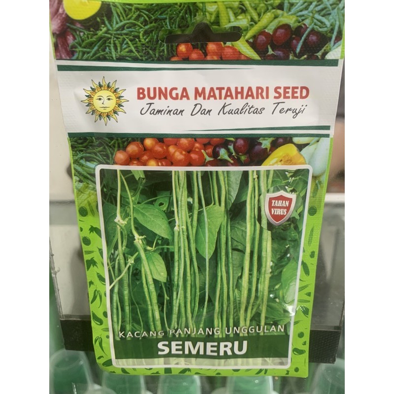 KACANG PANJANG SEMERU
