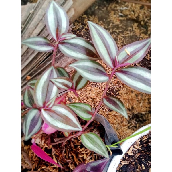 bibit bunga gantung ungu