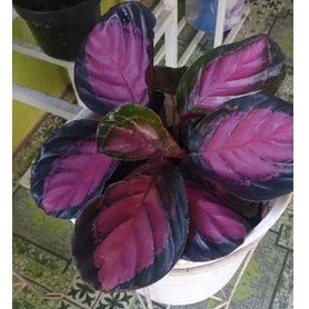 tanaman calathea roseopicta/crimson seri terbaru import