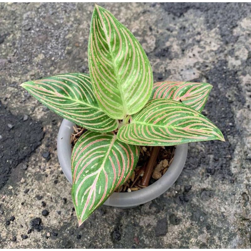 MURAH ANAKAN AGLONEMA GOLDEN HOPE ASLI