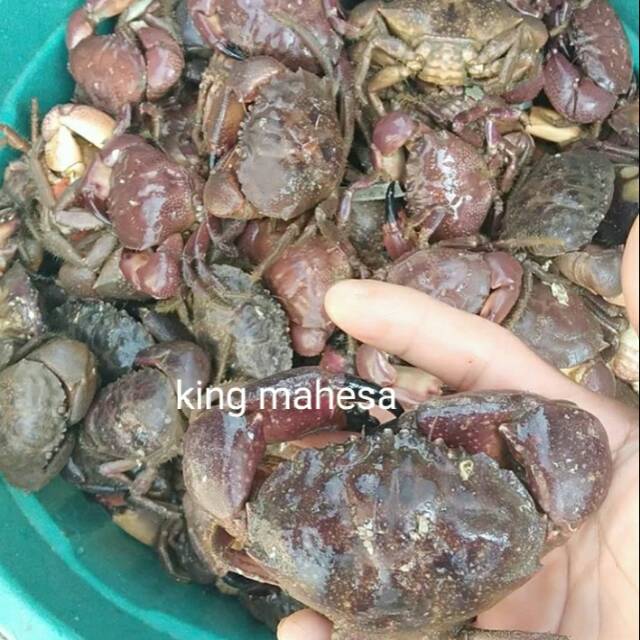 

kepiting roxy / prongkol / batu / tikung