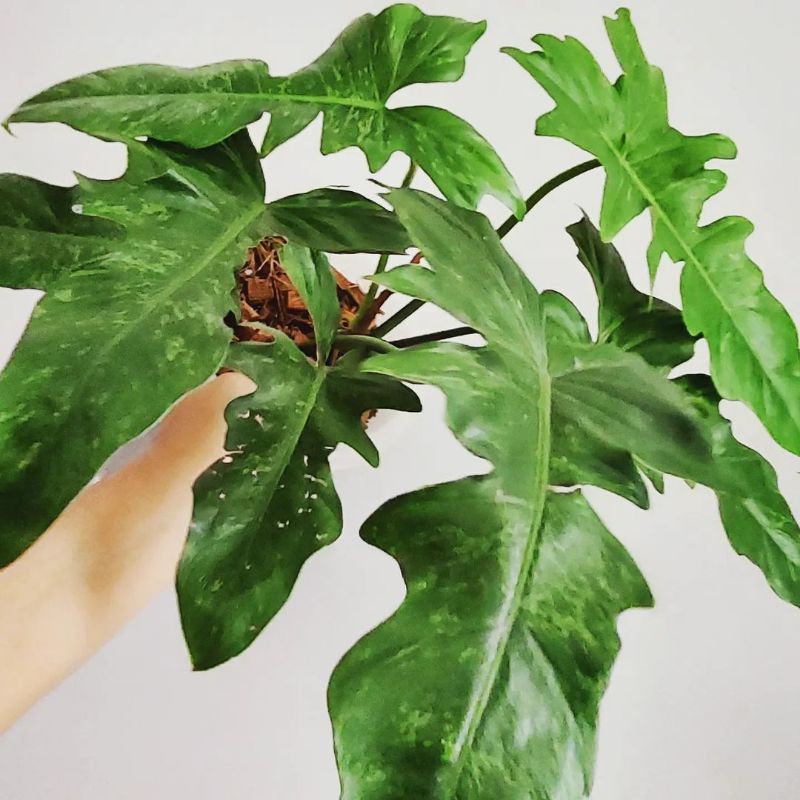 Philodendron dragon varigata - philodendron golden dragon