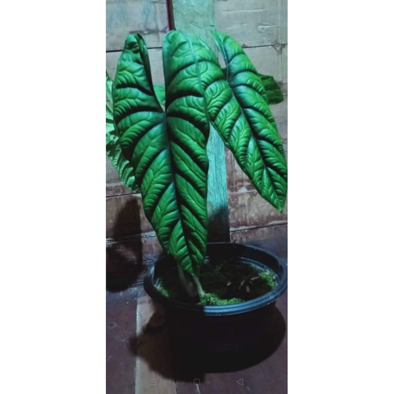 Alocasia Sinuata / Puncak Borneo (bonggolan)
