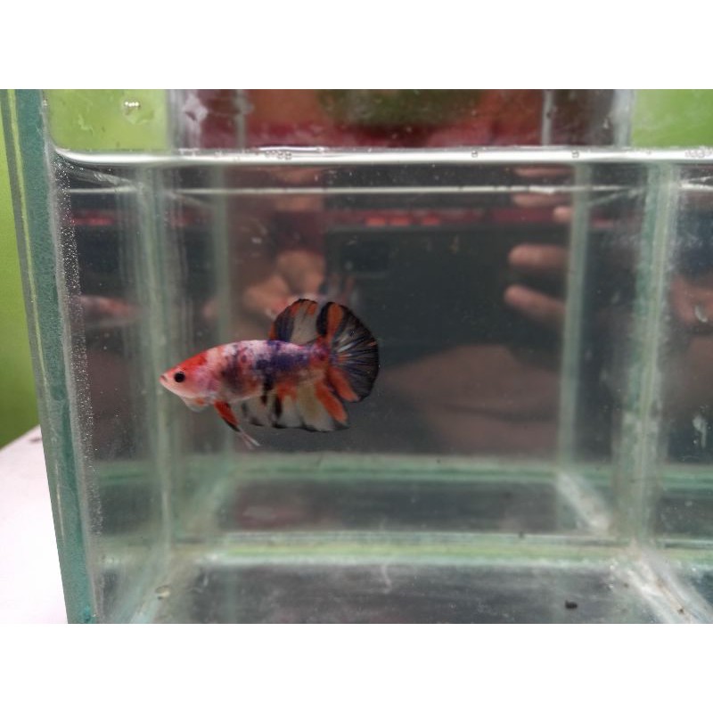 cupang plakat multicolor