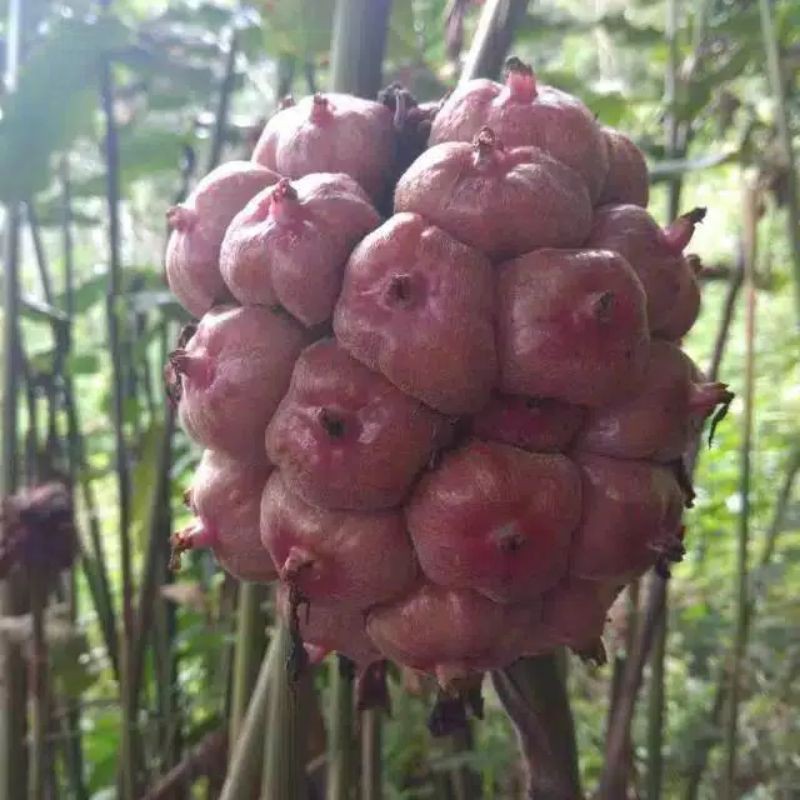 

Honje merah segar murah1kg
