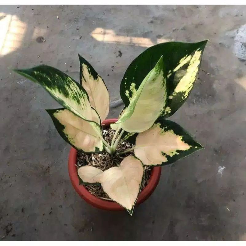 bonggol aglonema escada