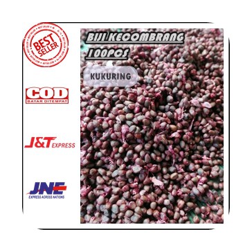 100PCS - BIJI BENIH BIBIT UNGGUL KECOMBRANG POHON MERAH DAN HIJAU