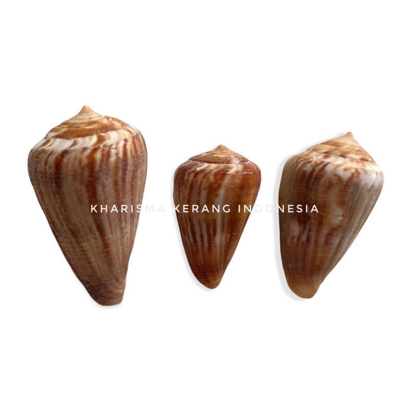 CONUS GLADIATOR SHELL CANGKANG KERANG LAUT HIAS KERANG KOLEKSI CANGKANG KERANG CANGKANG KERANG LAUT 
