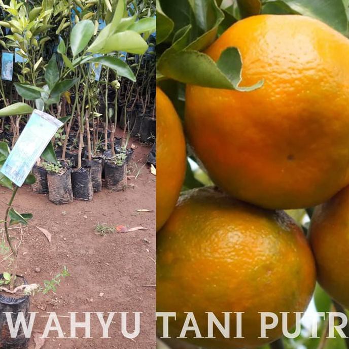 Gsp Bibit Jeruk Keprok Tejakula Unggul Berkualitas Dan Bersertifikat