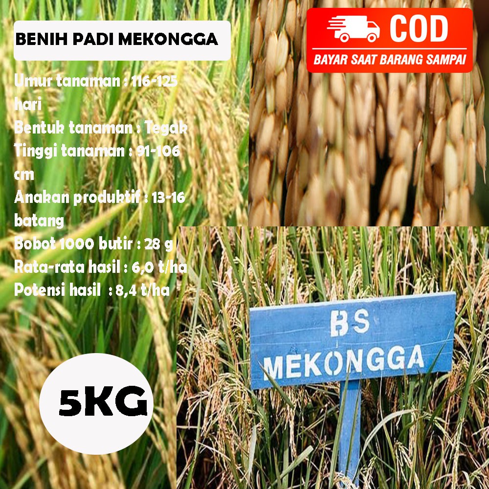 Biji Padi  Mekongga Kualitas Super 5kg