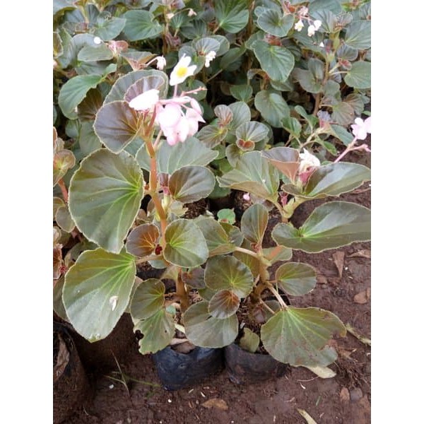 jual tanam hias begonia - tanaman begonia - begonia