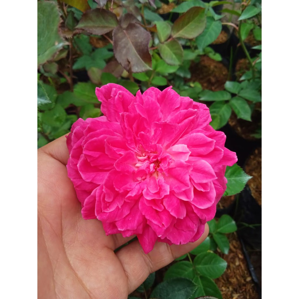 Bibit Tanaman Bunga Hias Mawar Pink holland (Rose Pink) BERGARANSI