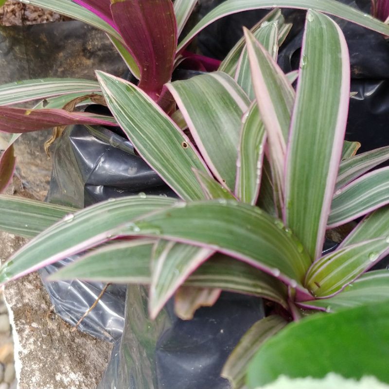 Tradescantia Spathacea