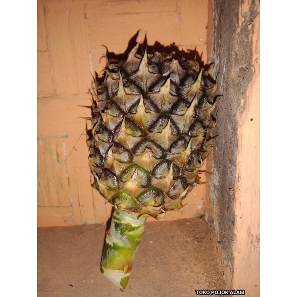

BUAH NANAS MUDA PELANCAR HAID/BUAH NANAS MUDA/NANAS MUDA
