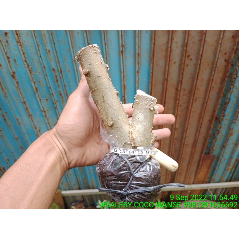 Cangkokan Anting Putri