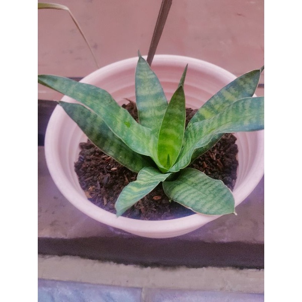 Sanseivera atau lidah mertua