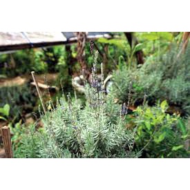 Tanaman Herbal Lavender French / Lavender Denata Import Pohon Hidup