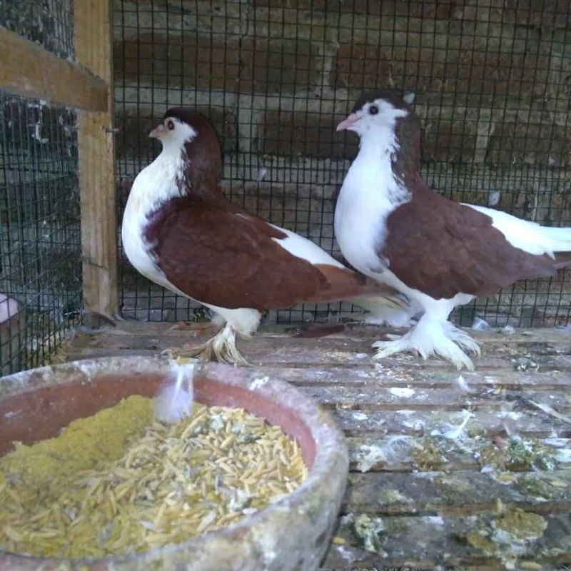 burung hias/merpati lahore/ sepasang