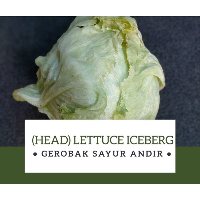 

Lettuce Iceberg /500gr