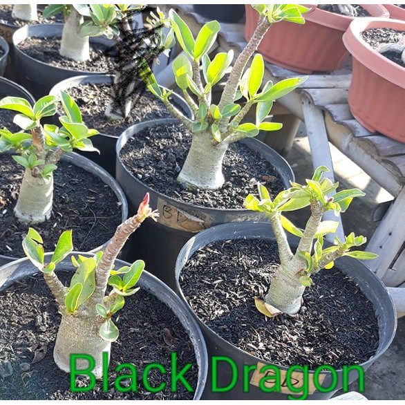 Tanaman hias Adenium Arabicum BLACK DRAGON SIZE A
