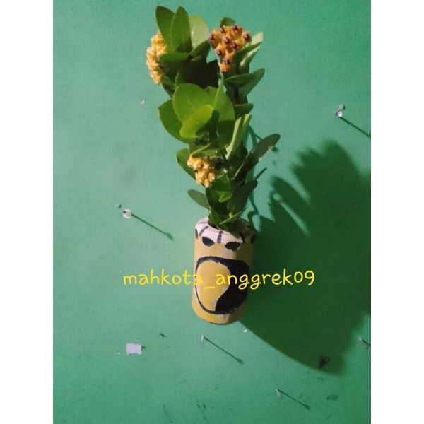 anggrek cumigiana + pot gantung bambu kuning