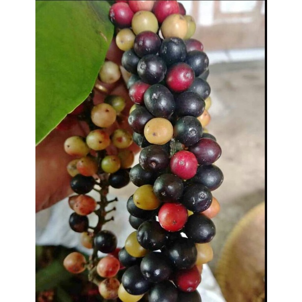 

BUAH BUNI/WUNI SEGAR LANGSUNG PETIK 1 KG