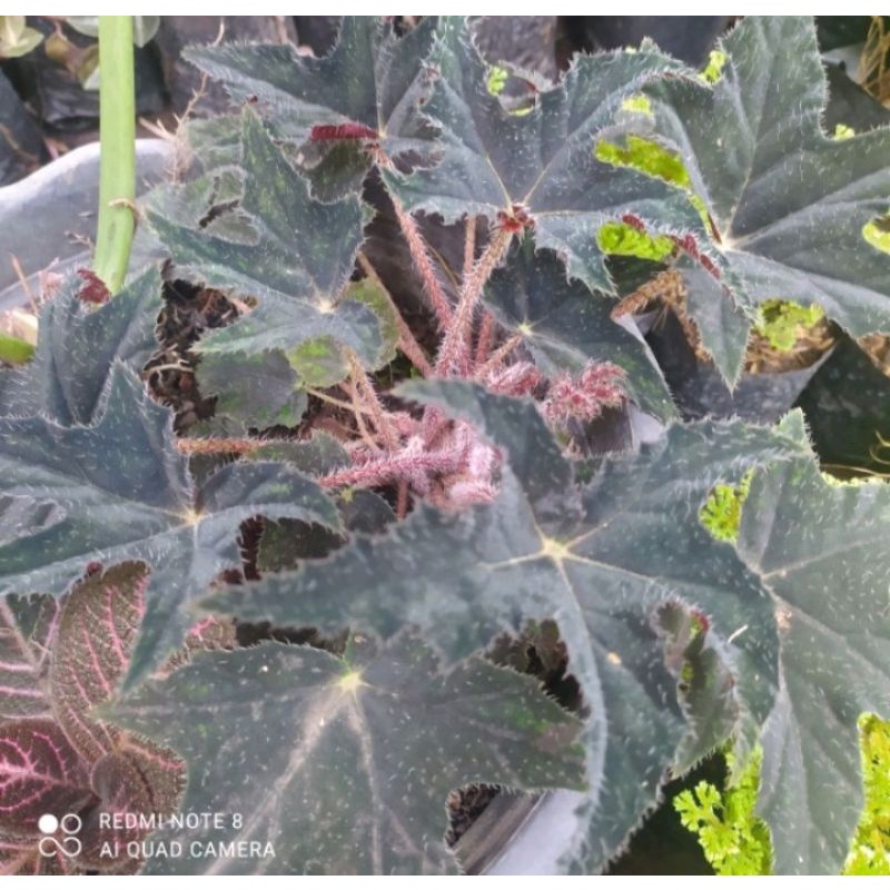 Tanaman Hias Begonia bintang/begonia murah